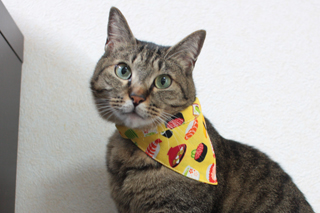 バンダナ　お寿司